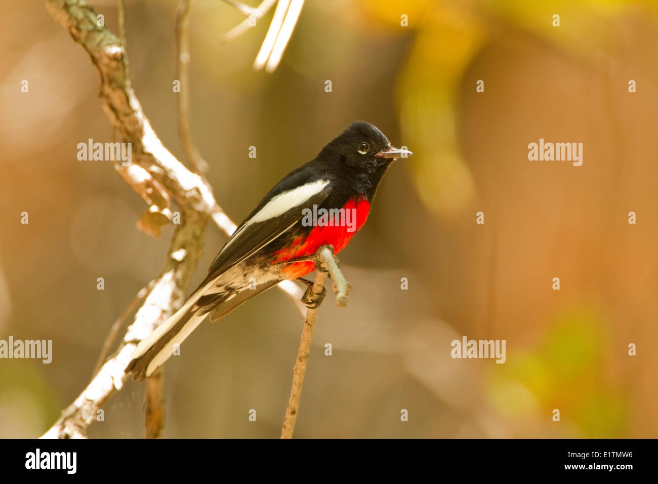 Dipinto Redstart, Myioborus pictus, Arizona, Stati Uniti d'America Foto Stock