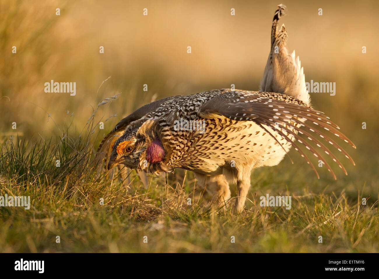 Sharp-tailed Grouse, Tympanuchus phasianellus, Kamloops, BC, Canada Foto Stock