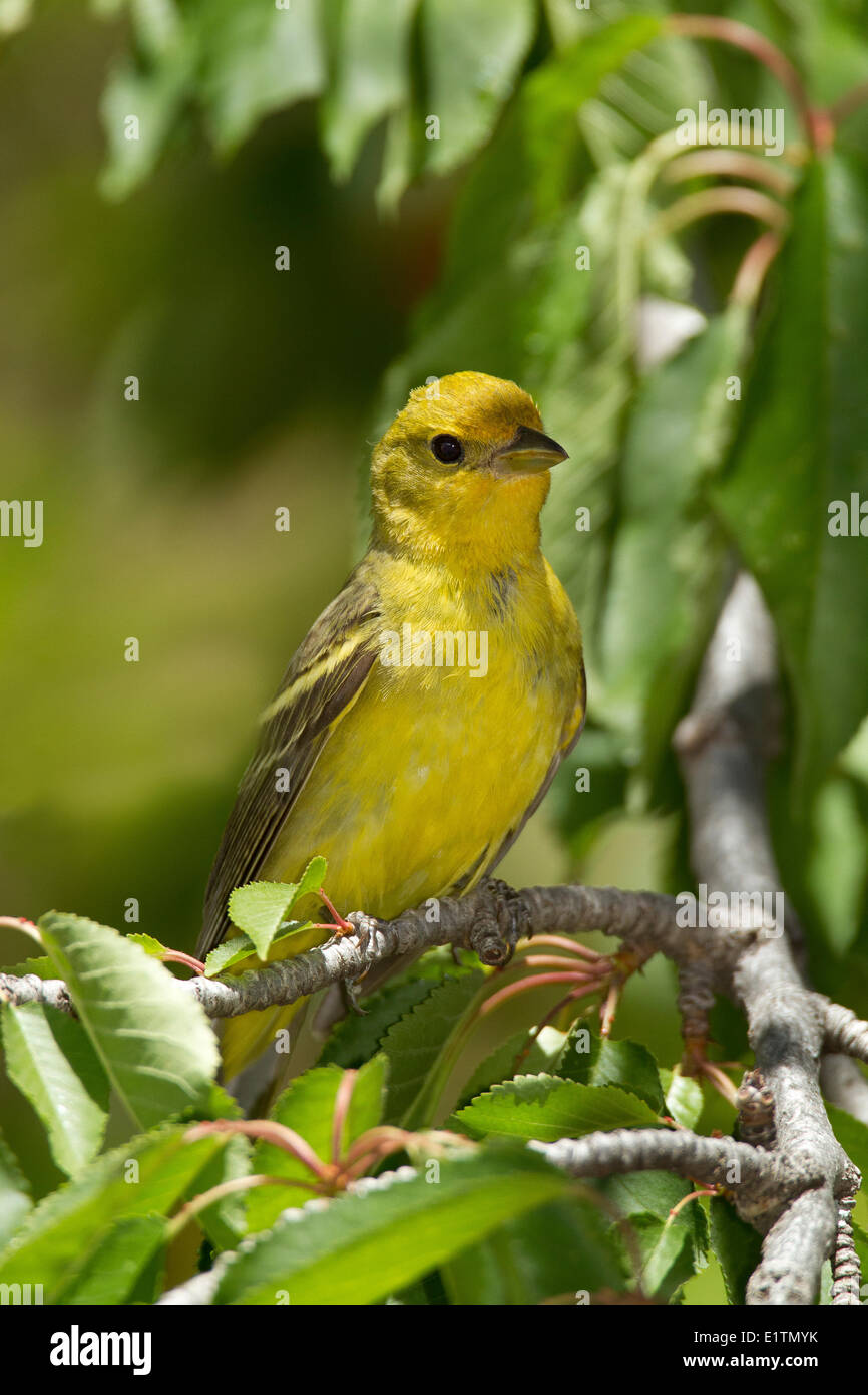 Western Tanager, Piranga ludoviciana, Arizona, Stati Uniti d'America Foto Stock