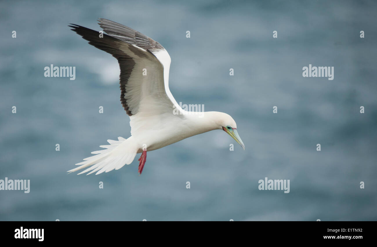 Rosso-footed Booby, Sula sula, Kauai, Hawaii, STATI UNITI D'AMERICA Foto Stock