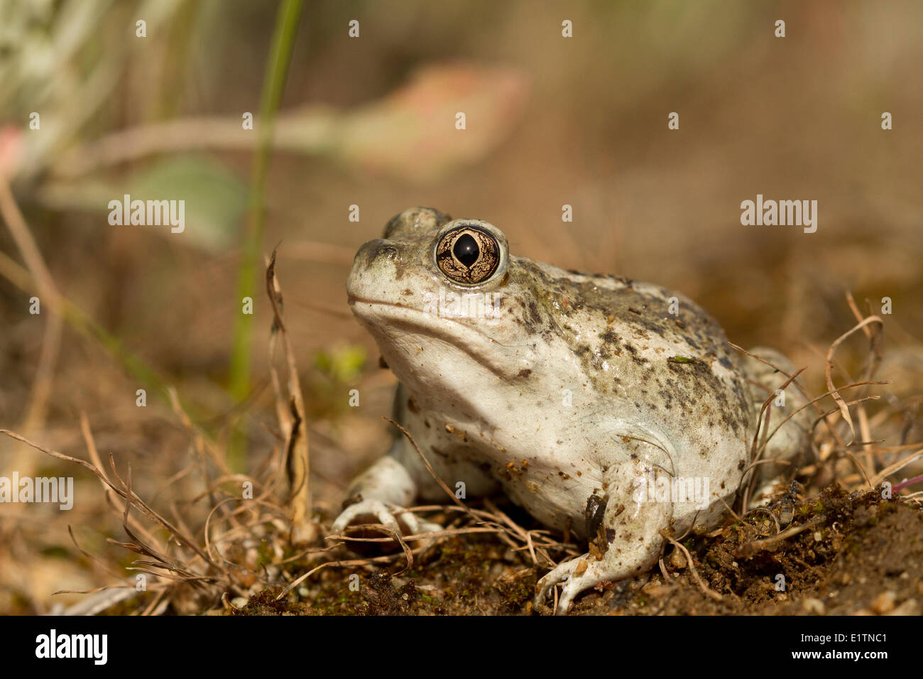 Grande Bacino Spadefoot, Spea intermontana, Okanagan, BC, Canada Foto Stock