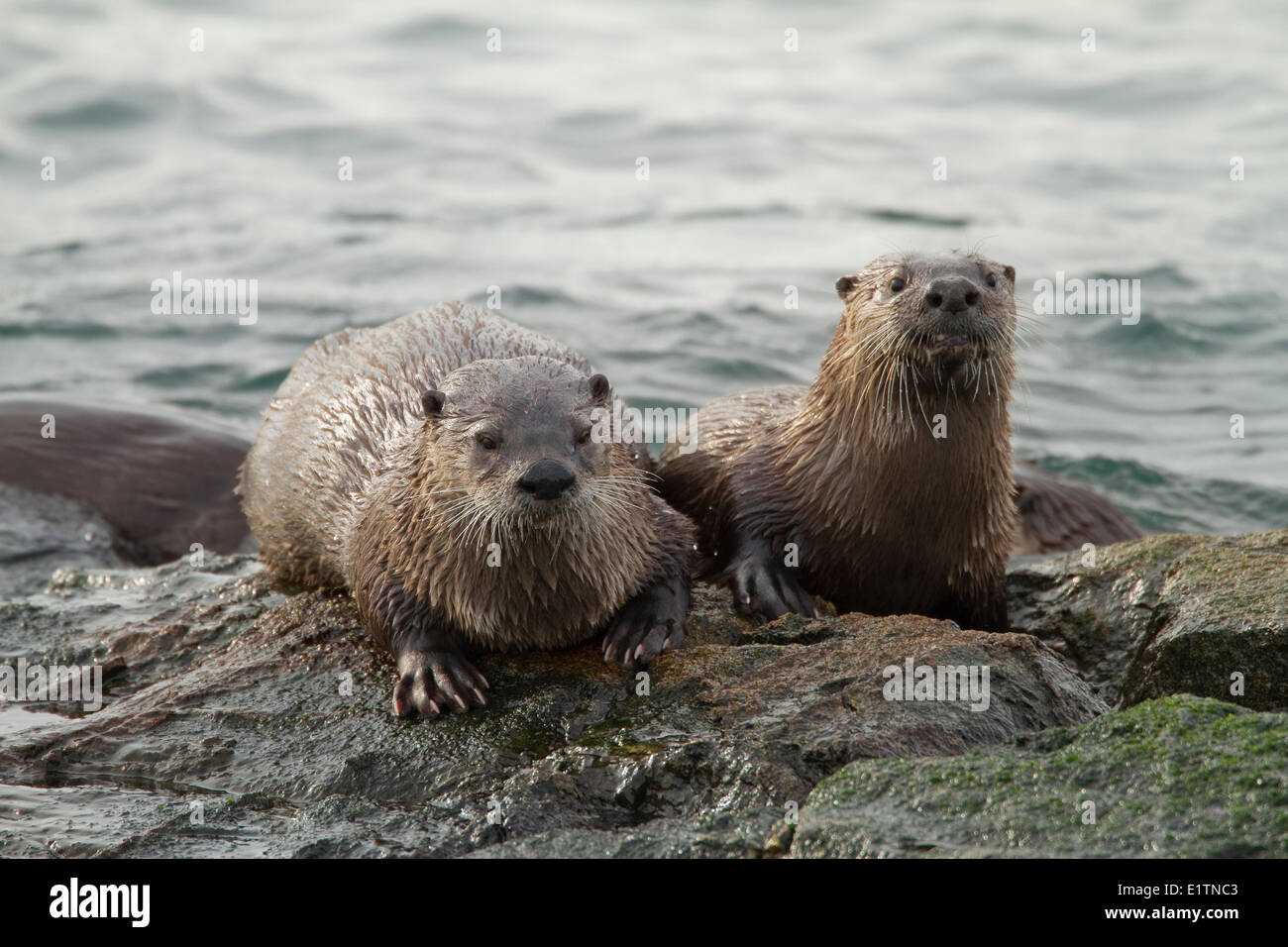 Nord America Lontra di fiume, Lutra canadensis, Victoria, BC, Canada Foto Stock