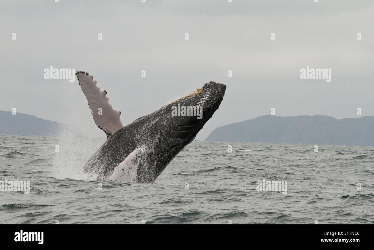 Humpback Whale, Megaptera novaeangliae, West Coast, Ecuador Foto Stock