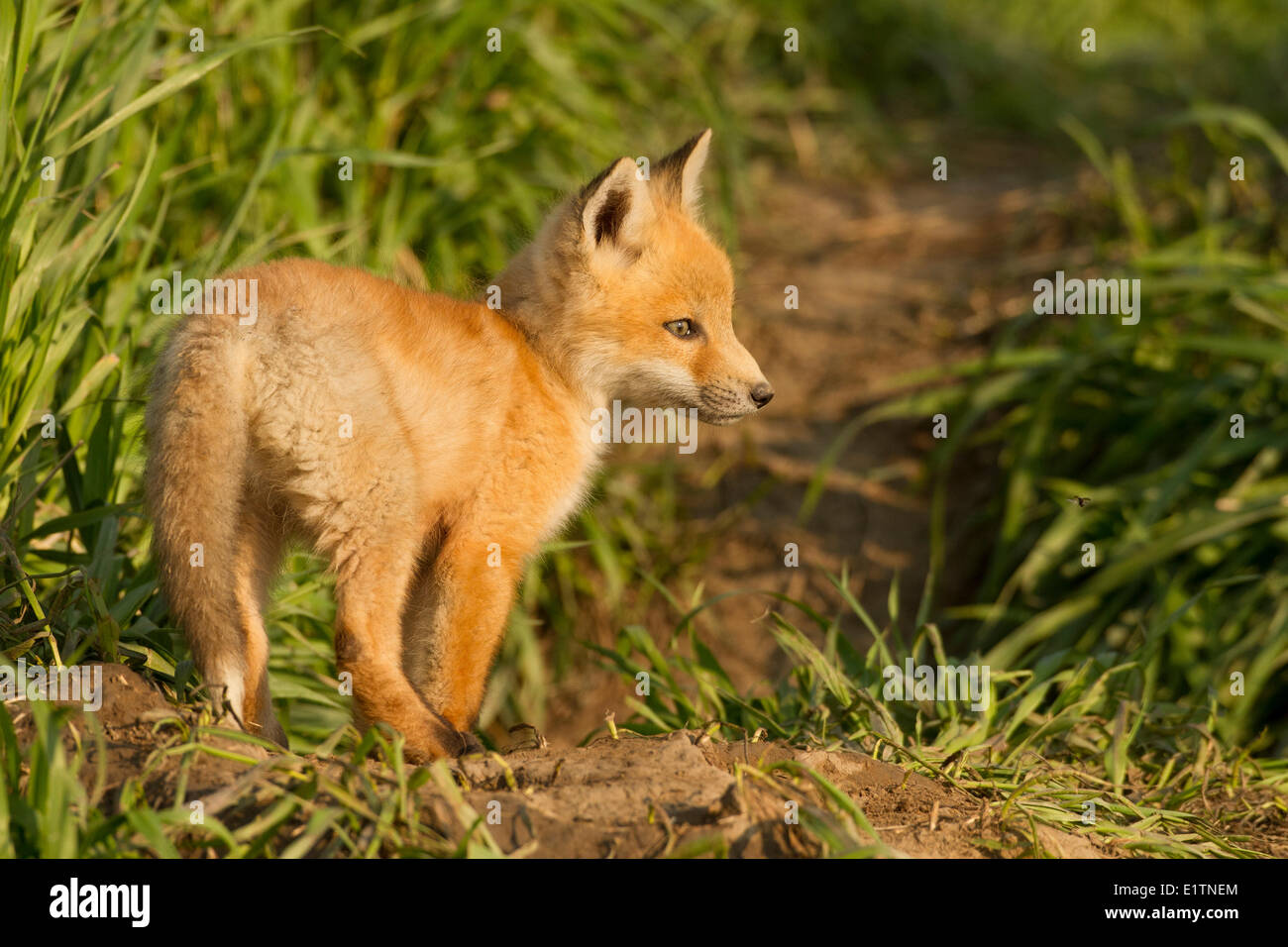 Red Fox, Vulpes vulpes, Saskatchewan, Canada Foto Stock