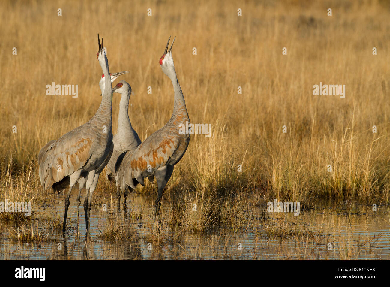 Sandhill gru Grus canadensis, Nuovo Messico, STATI UNITI D'AMERICA Foto Stock