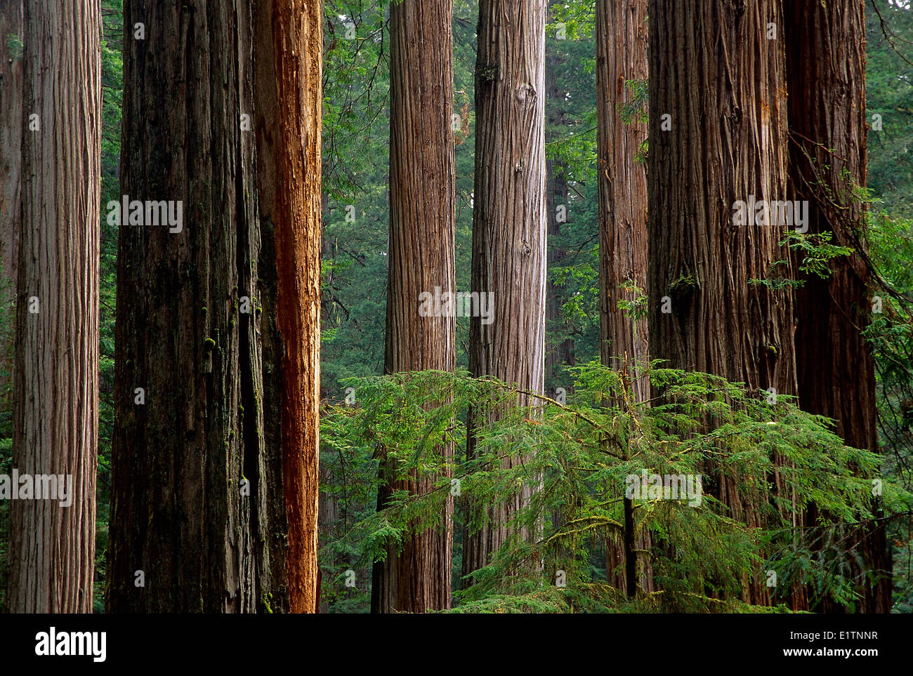 Coastal Redwood, Sequoia sempervirens, California settentrionale, Prairie Creek Redwoods National Park, STATI UNITI D'AMERICA Foto Stock