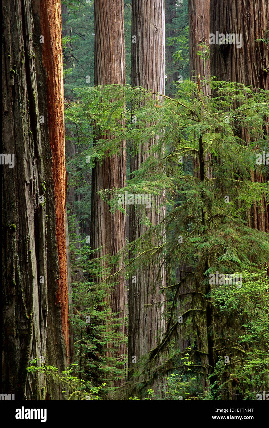 Coastal Redwood, Sequoia sempervirens, California settentrionale, Prairie Creek Redwoods National Park, STATI UNITI D'AMERICA Foto Stock