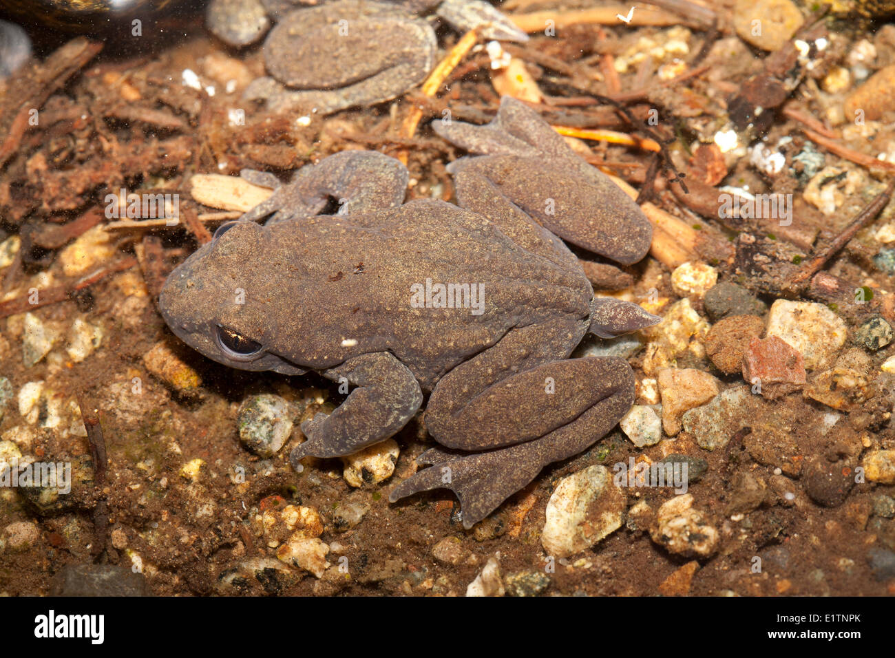 Costiera Rana codato, Ascaphus truei, Mowhokum Creek, costiere BC, Canada Foto Stock