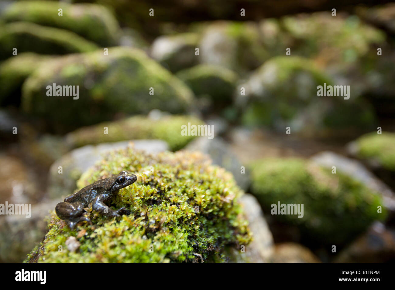 Costiera Rana codato, Ascaphus truei, Mowhokum Creek, costiere BC, Canada Foto Stock