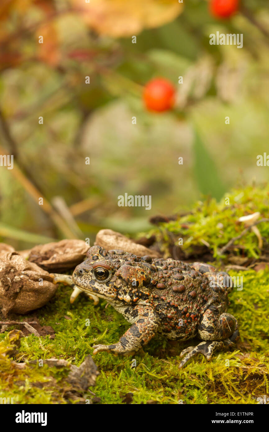 Western Toad, Anaxyrus boreas, Elk Island National Park, Alberta, Canada Foto Stock