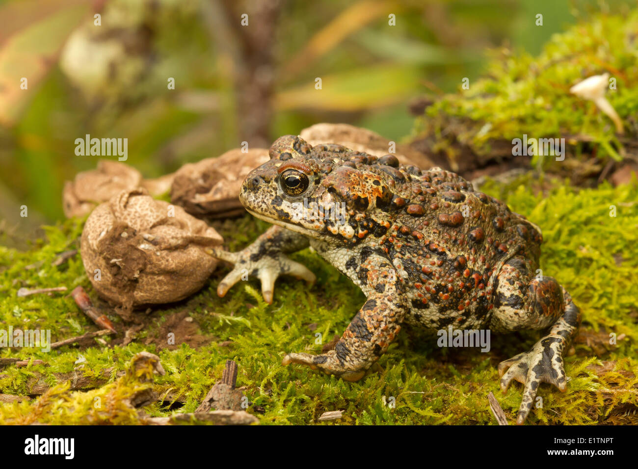 Western Toad, Anaxyrus boreas, Elk Island National Park, Alberta, Canada Foto Stock