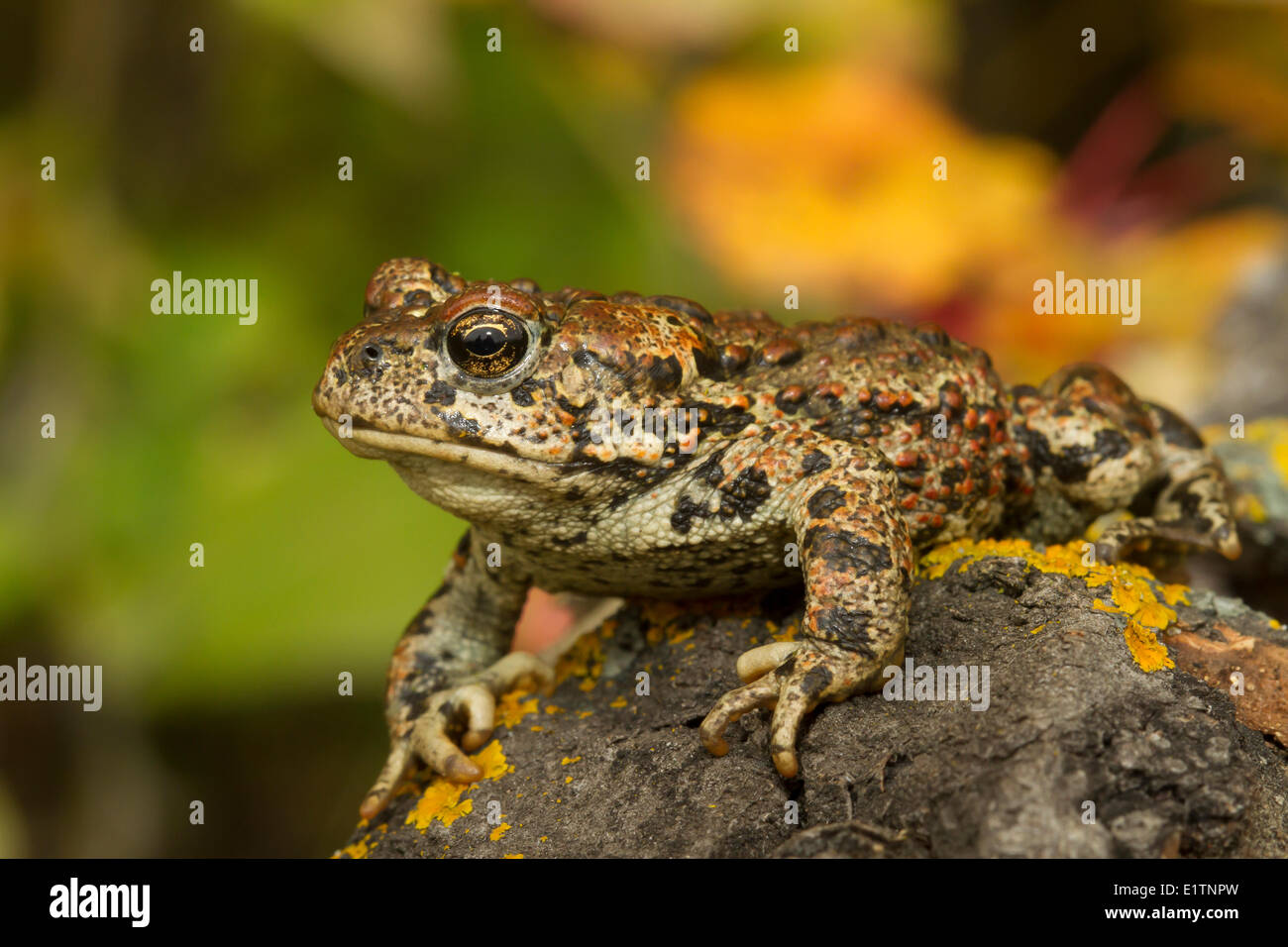 Western Toad, Anaxyrus boreas, Elk Island National Park, Alberta, Canada Foto Stock