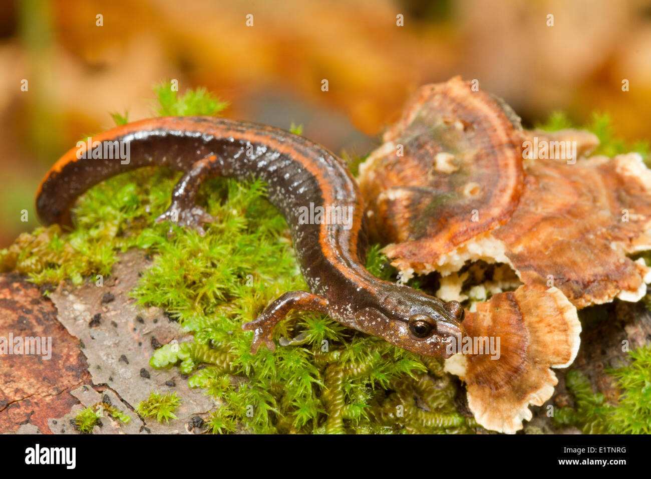 Plethodon vehiculum, Western Red-backed salamander, Victoria, BC, Canada Foto Stock