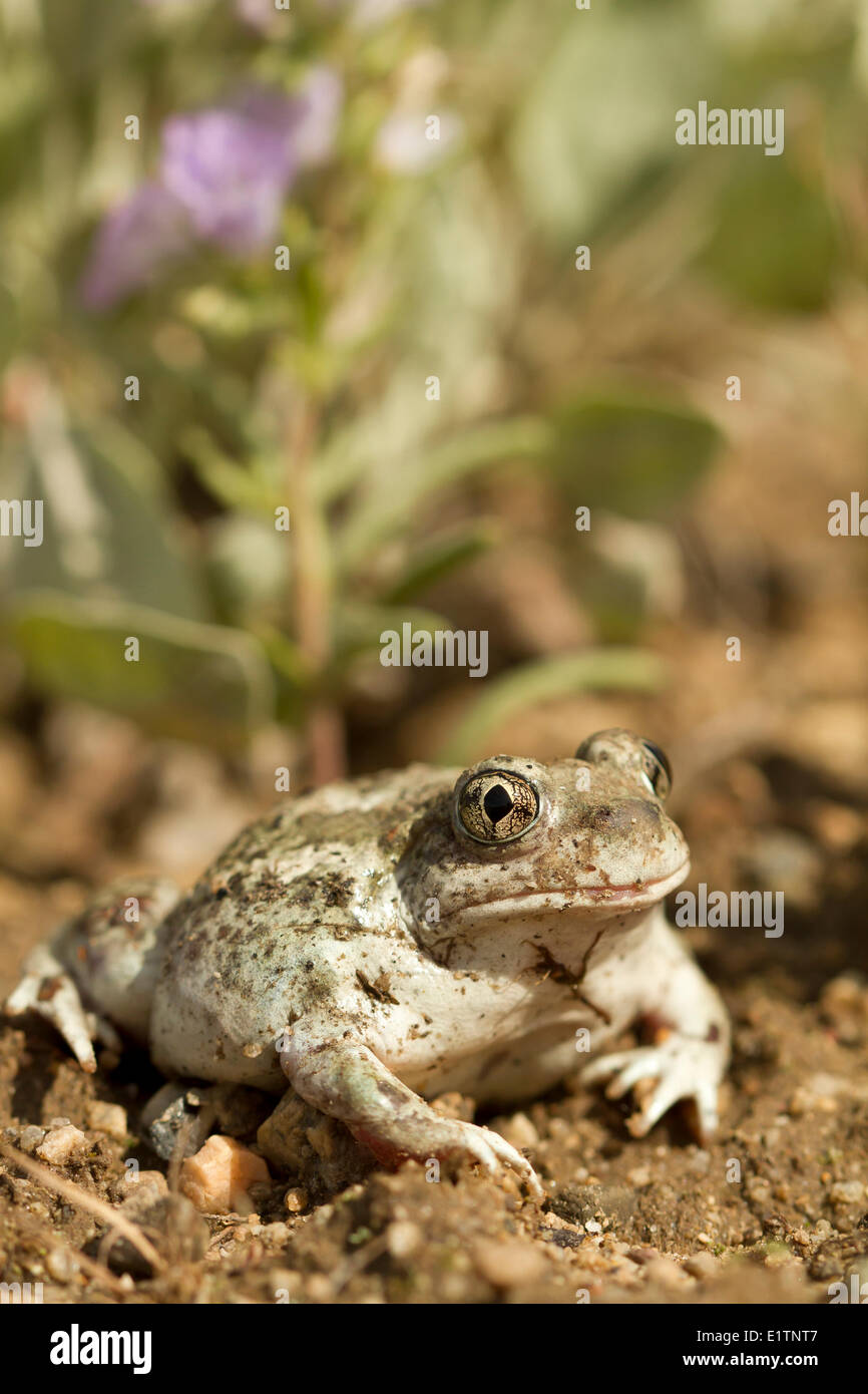 Grande Bacino Spadefoot, Spea intermontana, Okanagan, BC, Canada Foto Stock