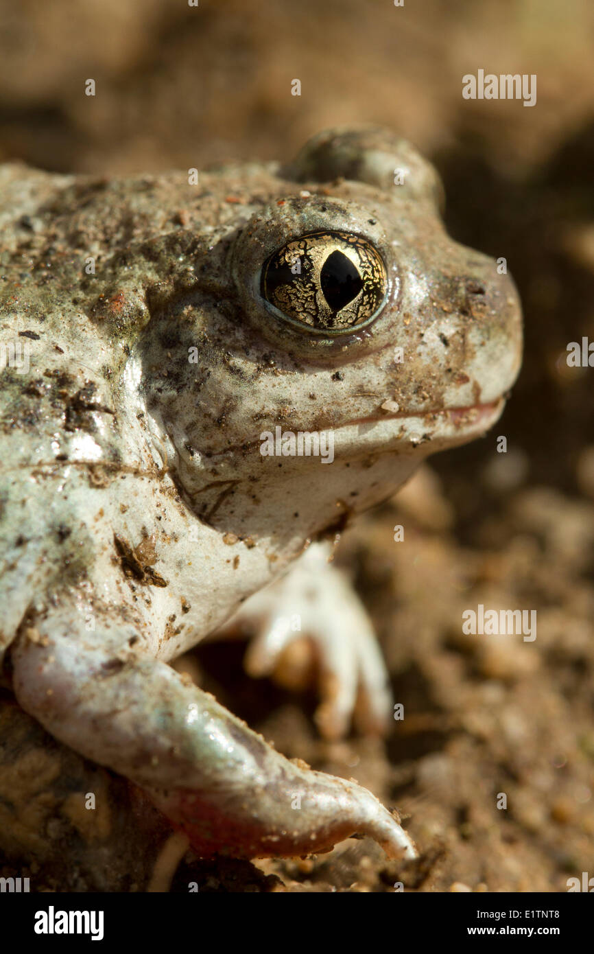 Grande Bacino Spadefoot, Spea intermontana, Okanagan, BC, Canada Foto Stock