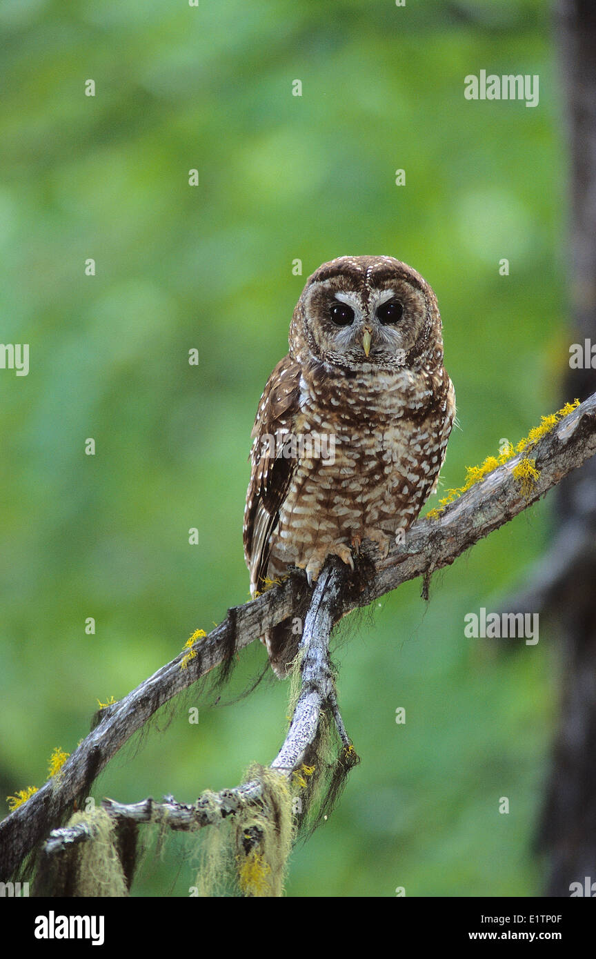 Northern Spotted Owl, Strix occidentalis caurina, Southern BC, Canada Foto Stock