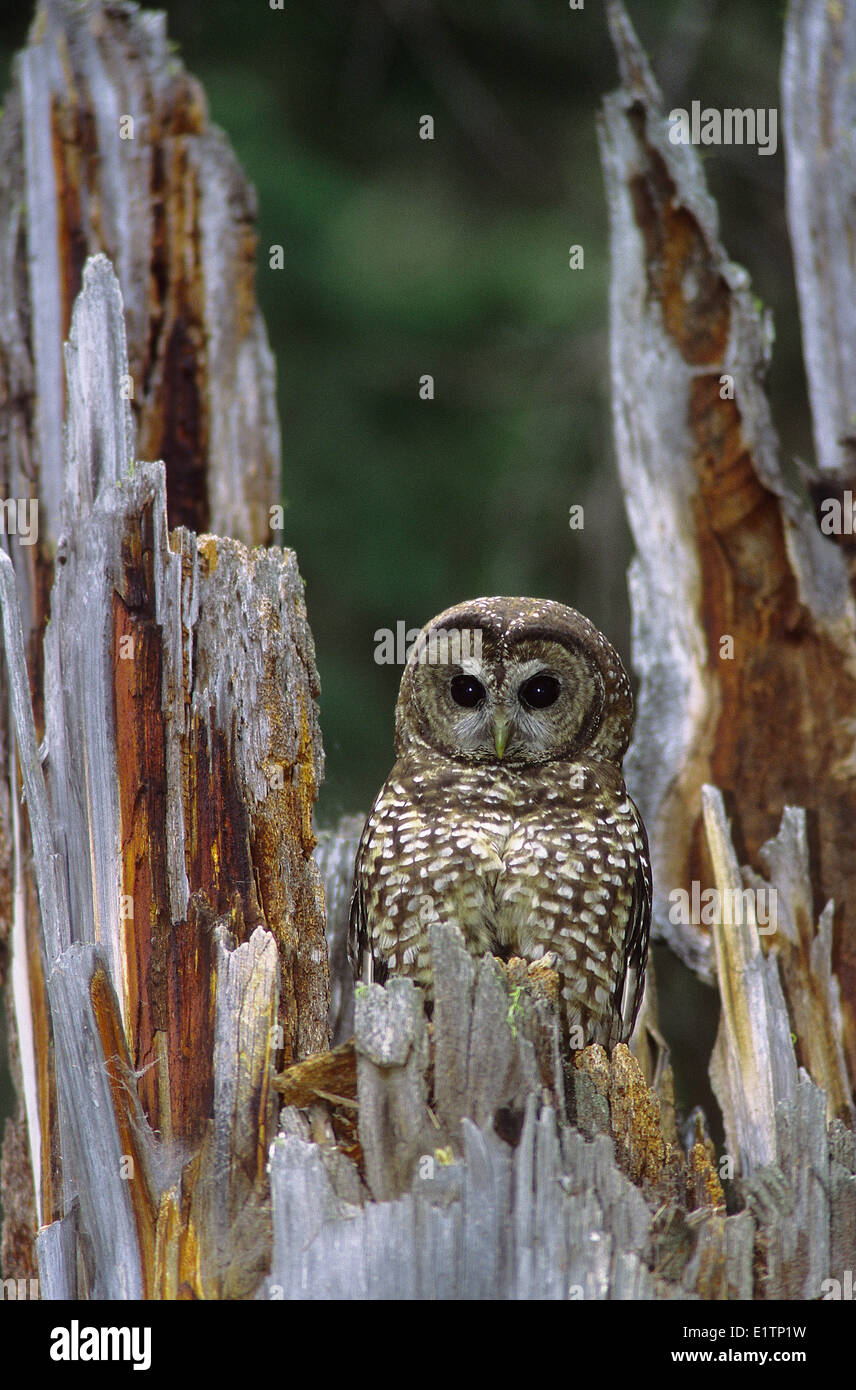 Northern Spotted Owl, Strix occidentalis caurina, Southern BC, Canada Foto Stock
