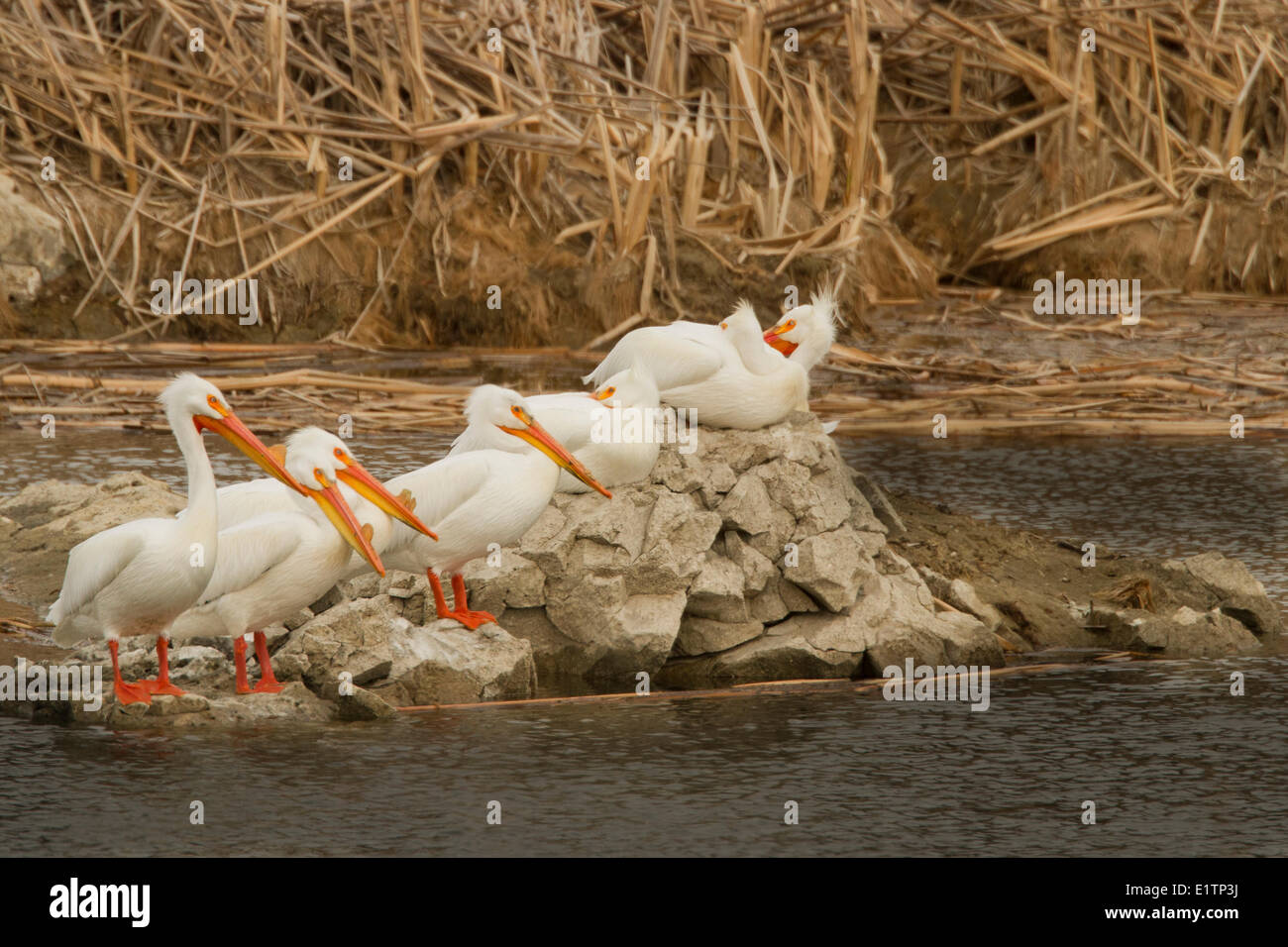 Americano bianco Pelican, Pelecanus erythrorhynchos, Washington, Stati Uniti d'America Foto Stock