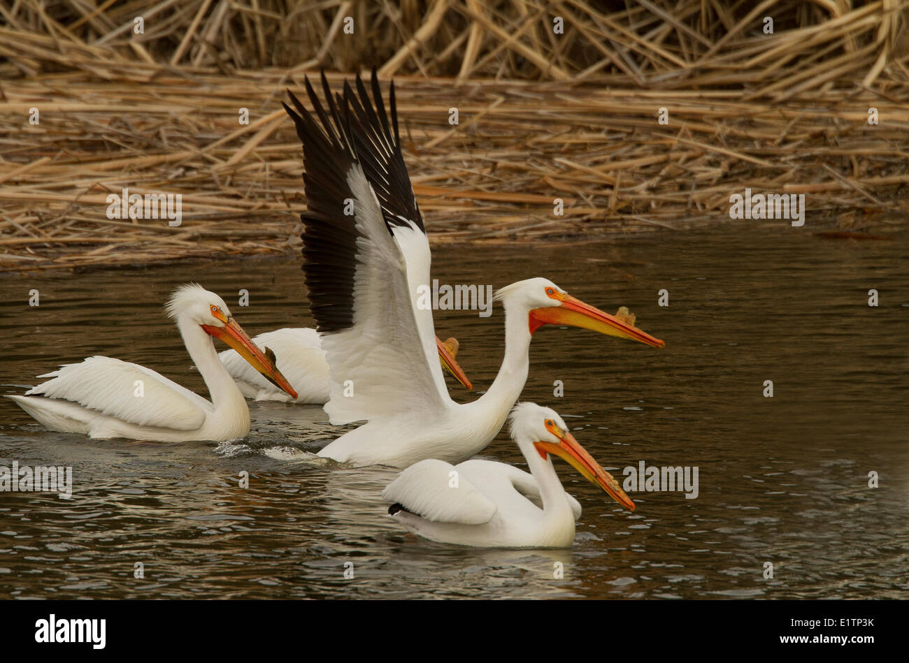 Americano bianco Pelican, Pelecanus erythrorhynchos, Washington, Stati Uniti d'America Foto Stock
