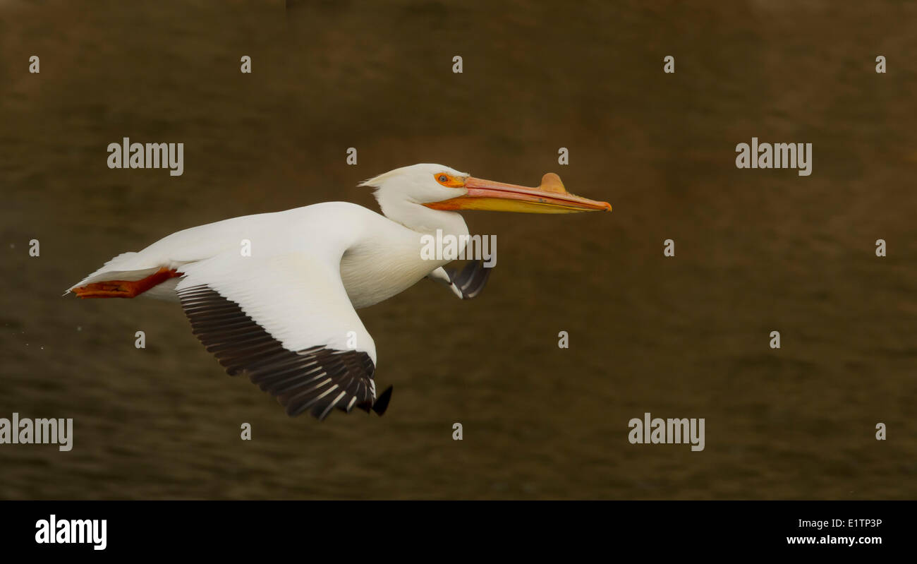 Americano bianco Pelican, Pelecanus erythrorhynchos, Washington, Stati Uniti d'America Foto Stock
