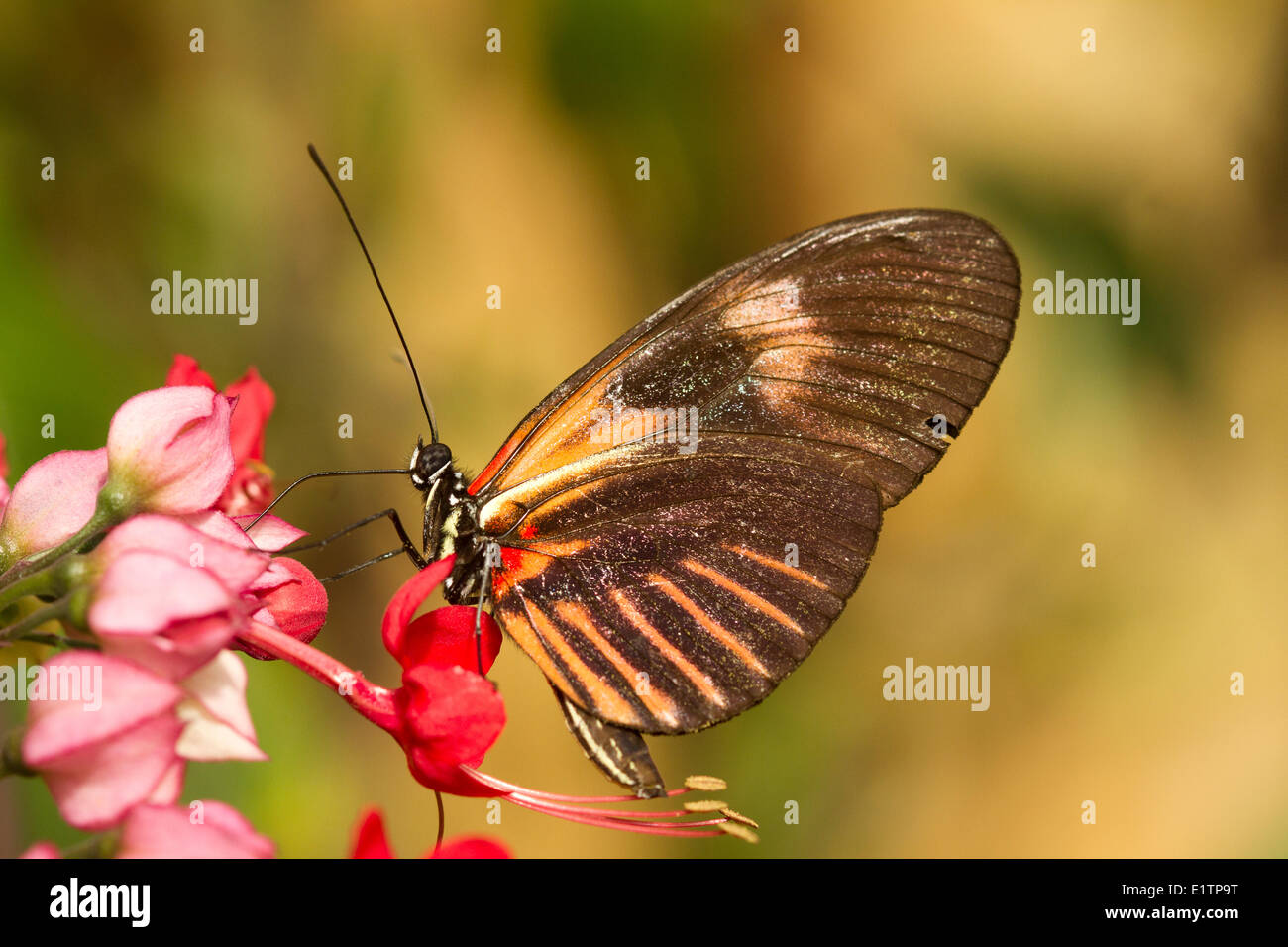 Farfalle tropicali, Uknown specie, Mindo, Ecuador Foto Stock