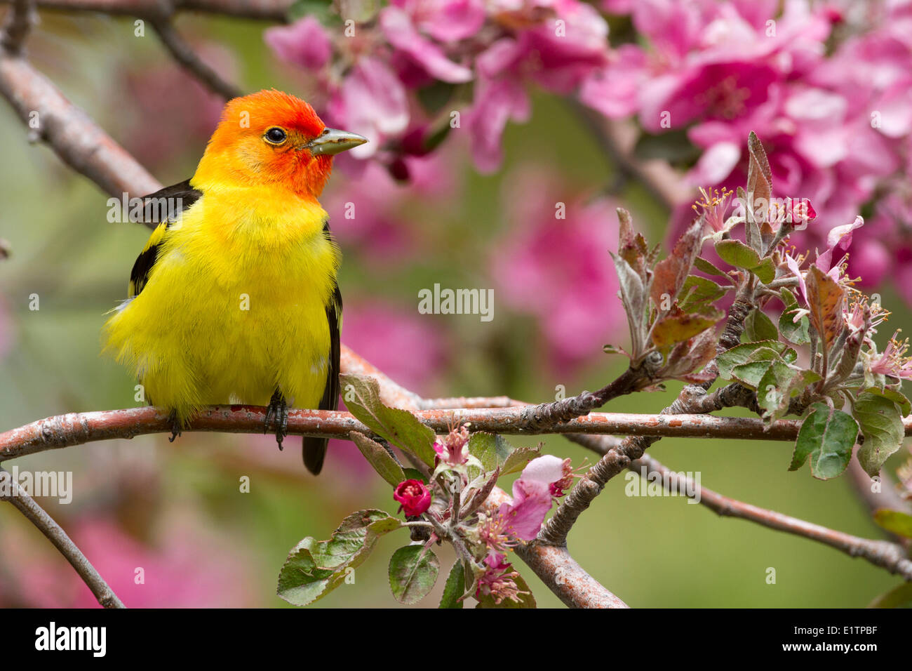 Western Tanager, Piranga ludoviciana, Oregon, Stati Uniti d'America Foto Stock