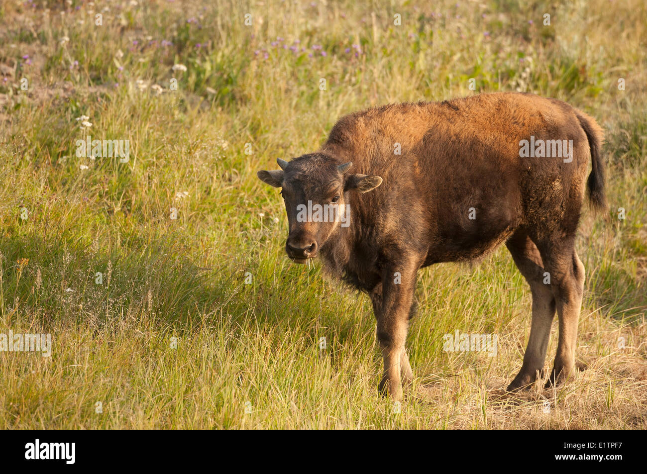 Le pianure Bison bison bison bison, Yellowstone NP, Montana, USA Foto Stock