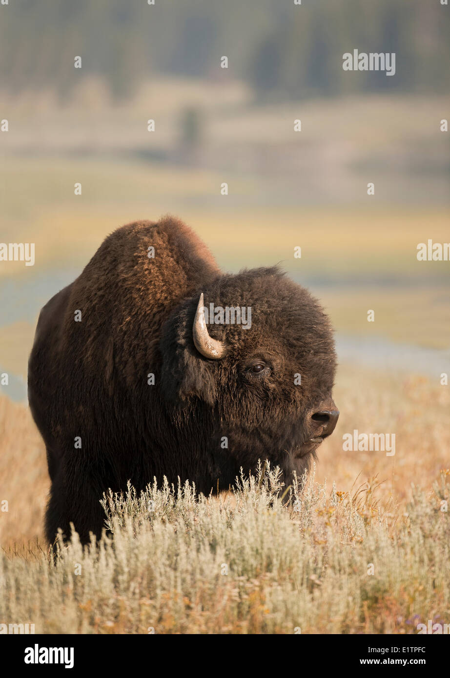 Le pianure Bison bison bison bison, Yellowstone NP, Montana, USA Foto Stock