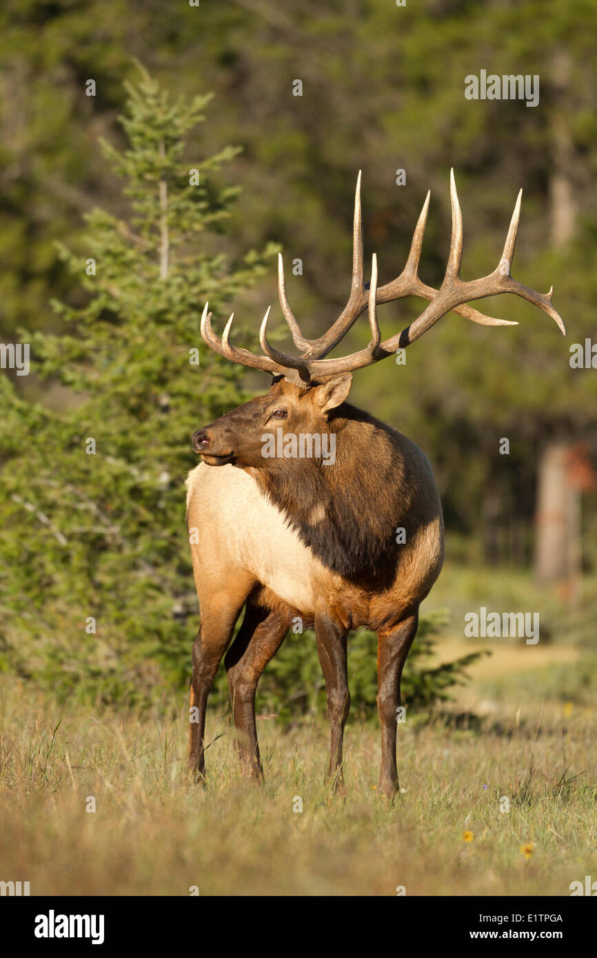 Rocky Mountain Elk, Cervus canadensis nelsoni, Banff NP, Alberta, Canada Foto Stock