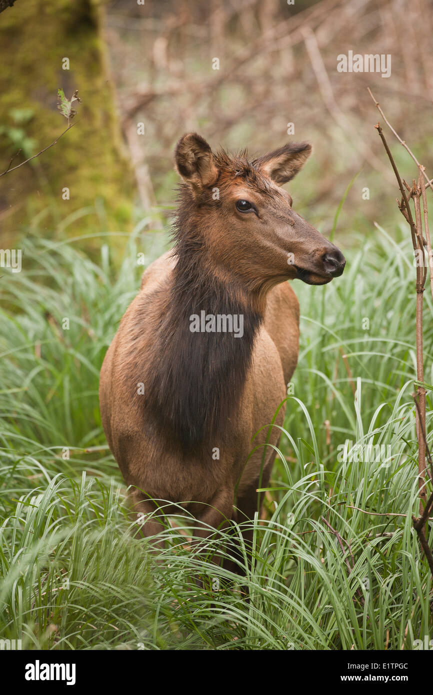 Roosevelt elk, Cervus canadensis roosevelti, Oregon, Stati Uniti d'America Foto Stock