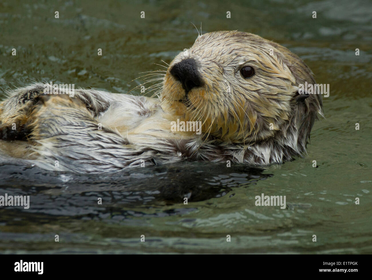 Sea Otter, Enhydra lutris, Aquarium di Vancouver, BC, Canada Foto Stock