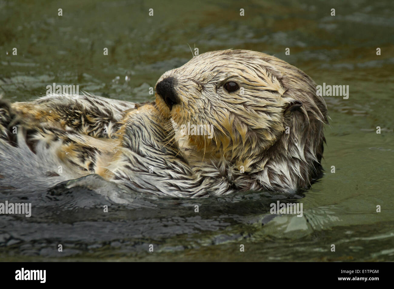 Sea Otter, Enhydra lutris, Aquarium di Vancouver, BC, Canada Foto Stock