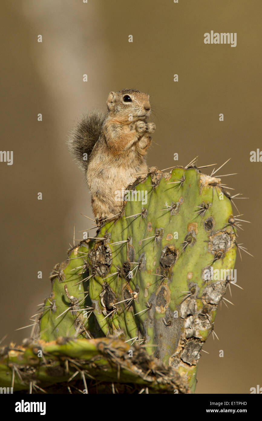 Harris di scoiattolo antilope, Ammospermophilus harrisii, Arizona, Stati Uniti d'America Foto Stock