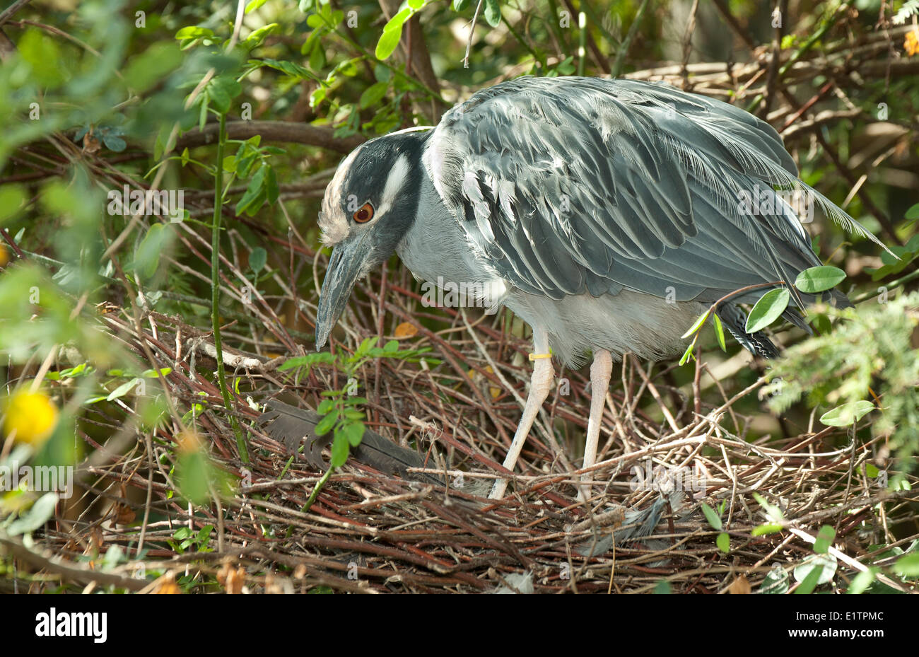 Giallo-incoronato Nitticora, Nyctanassa violacea, Everglades, Florida, Stati Uniti d'America Foto Stock