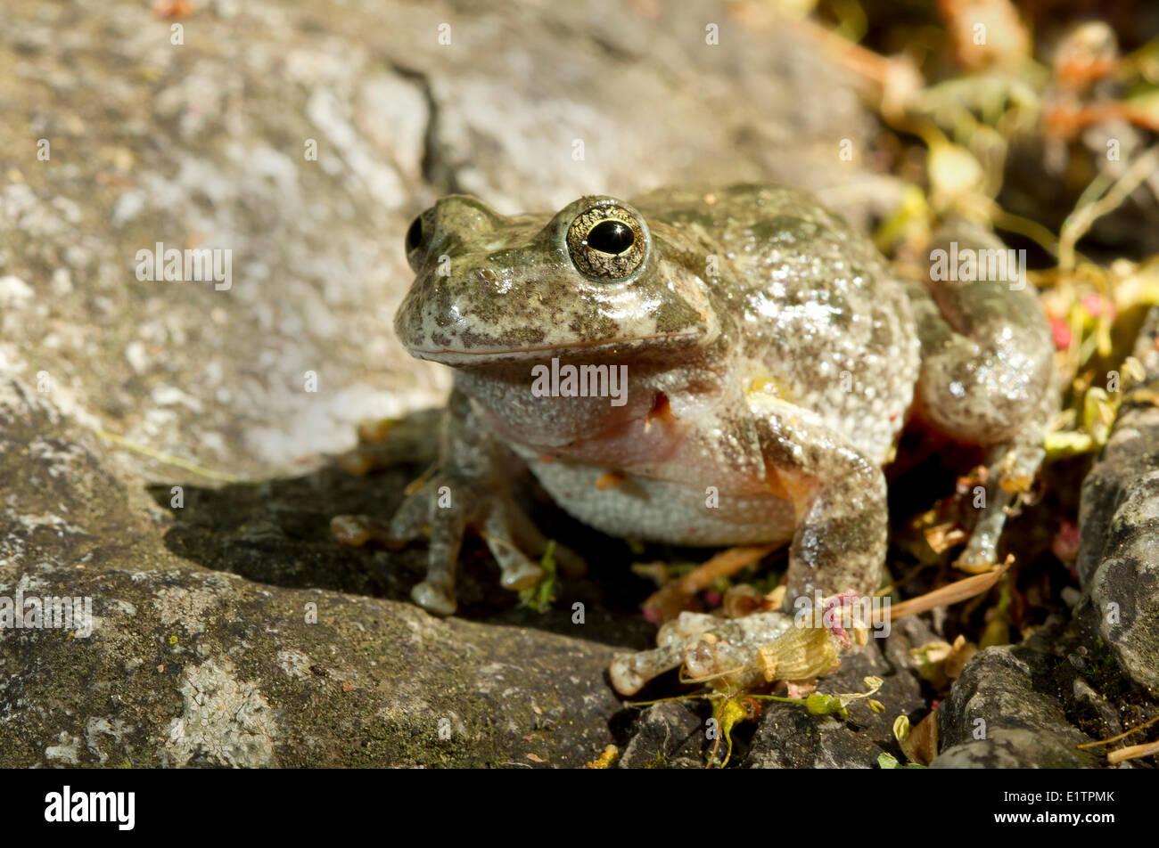 Canyon raganella, Hyla arenicolor, Miller Canyon, Arizona, Stati Uniti d'America Foto Stock