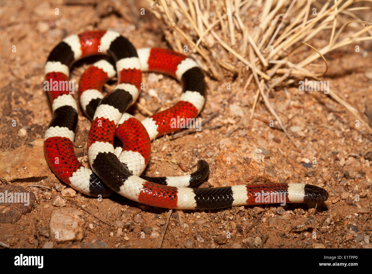Coral Snake, Micrurus fulvius, Arizona, Stati Uniti d'America Foto Stock