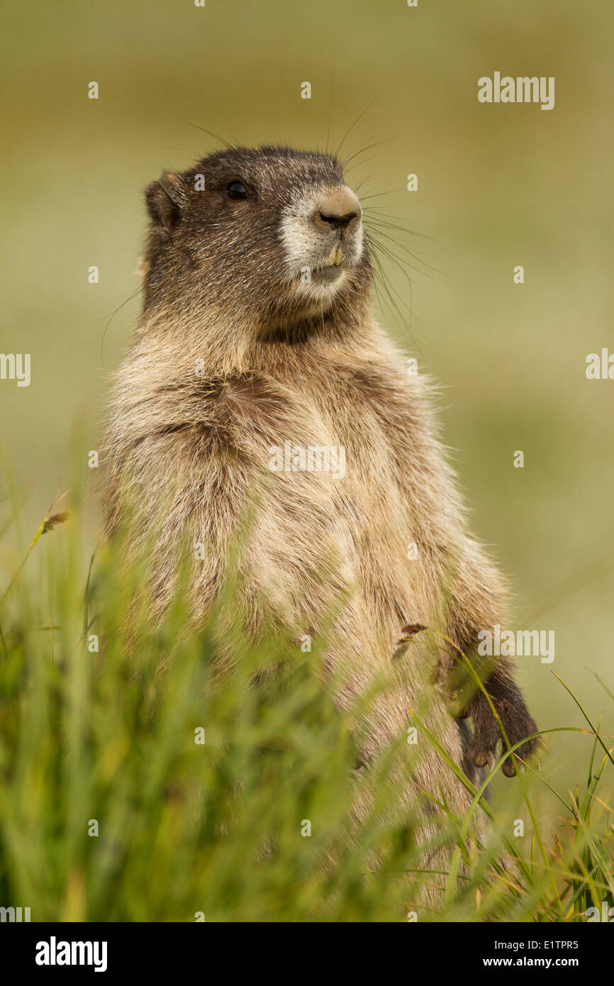 Olympic marmotta, Marmota olympus, Washington, Stati Uniti d'America Foto Stock