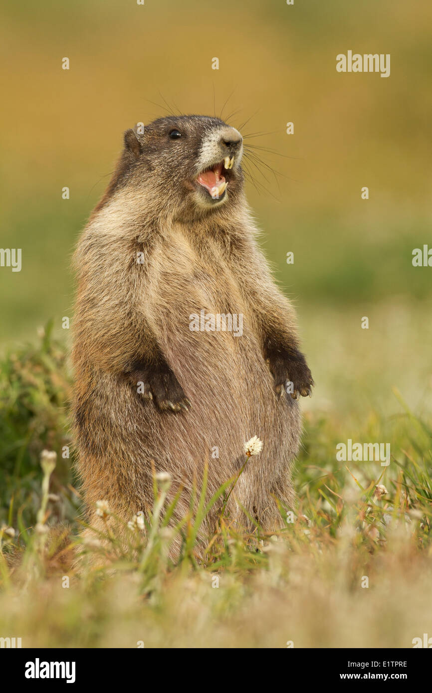 Olympic marmotta, Marmota olympus, Washington, Stati Uniti d'America Foto Stock
