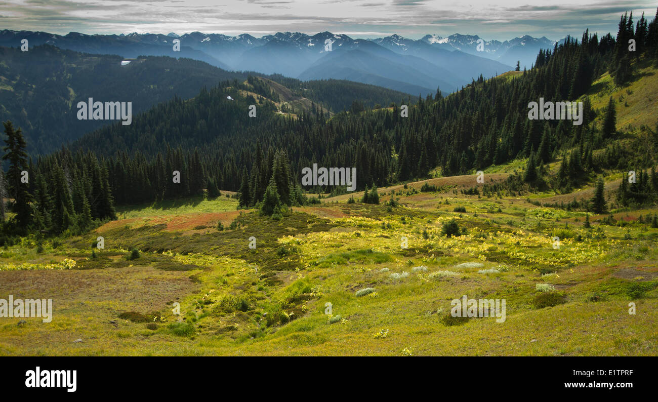 Olympic marmotta habitat, il Parco Nazionale di Olympic, Washington, Stati Uniti d'America Foto Stock
