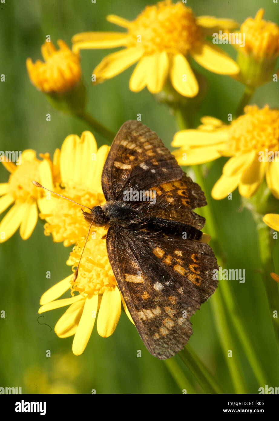 Campo Crescent Butterfly, Phyciodes pulchella, Rocky Mountain trincea, BC, Canada Foto Stock