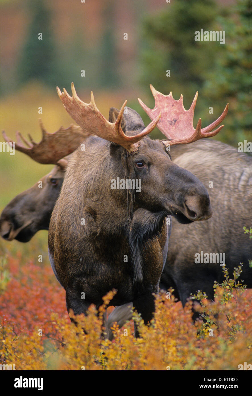 Alci (Alces alces) adulti maschi. In autunno, Parco Nazionale di Denali, Alaska, Stati Uniti d'America. Foto Stock