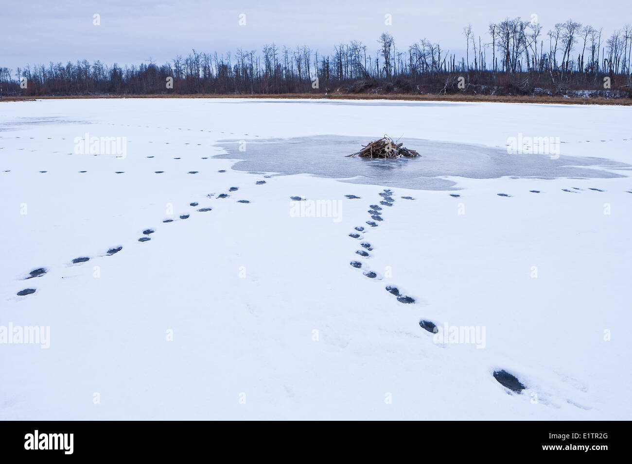 Coyote, Canis latrans, tracce nella neve intorno al topo muschiato, Ondatra zibethicus Lodge, Elk Island National Park, Alberta, Canada Foto Stock