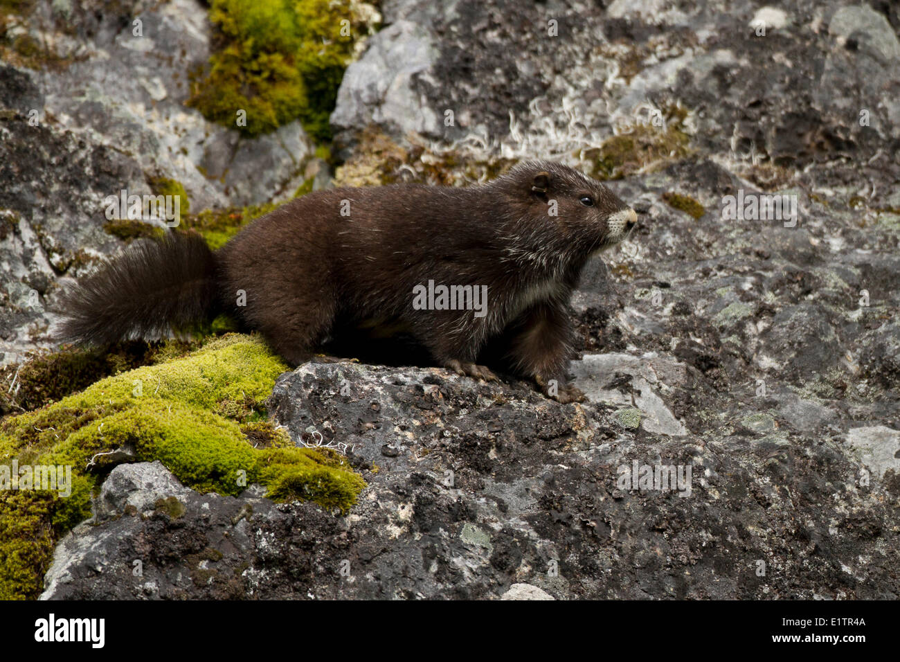 Isola di Vancouver marmotta, Marmota vancouverensis, Montagna Verde, l'isola di Vancouver, BC, Canada Foto Stock