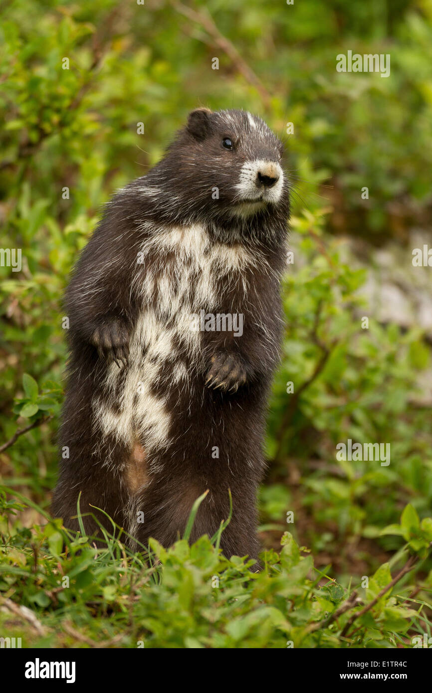 Isola di Vancouver marmotta, Marmota vancouverensis, Montagna Verde, l'isola di Vancouver, BC, Canada Foto Stock