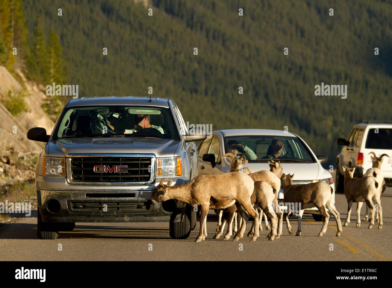 Rocky Mountainsheep , Ovis canadensis canadensis, Jasper NP, Alberta, Canada Foto Stock