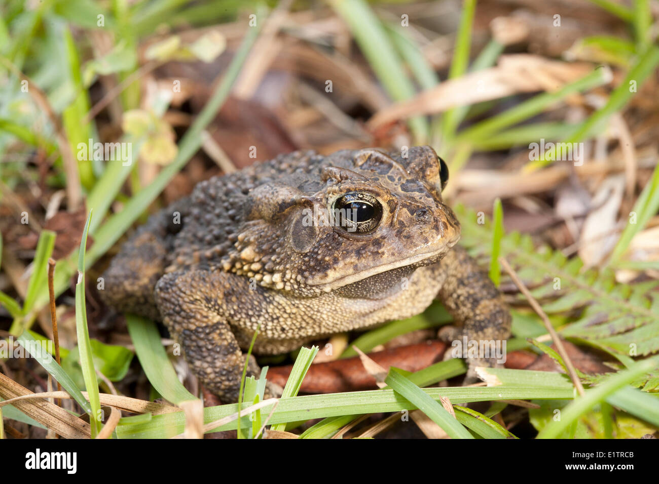 Oak Toad, Anaxyrus quercicus, Everglades, Florida, Stati Uniti d'America Foto Stock