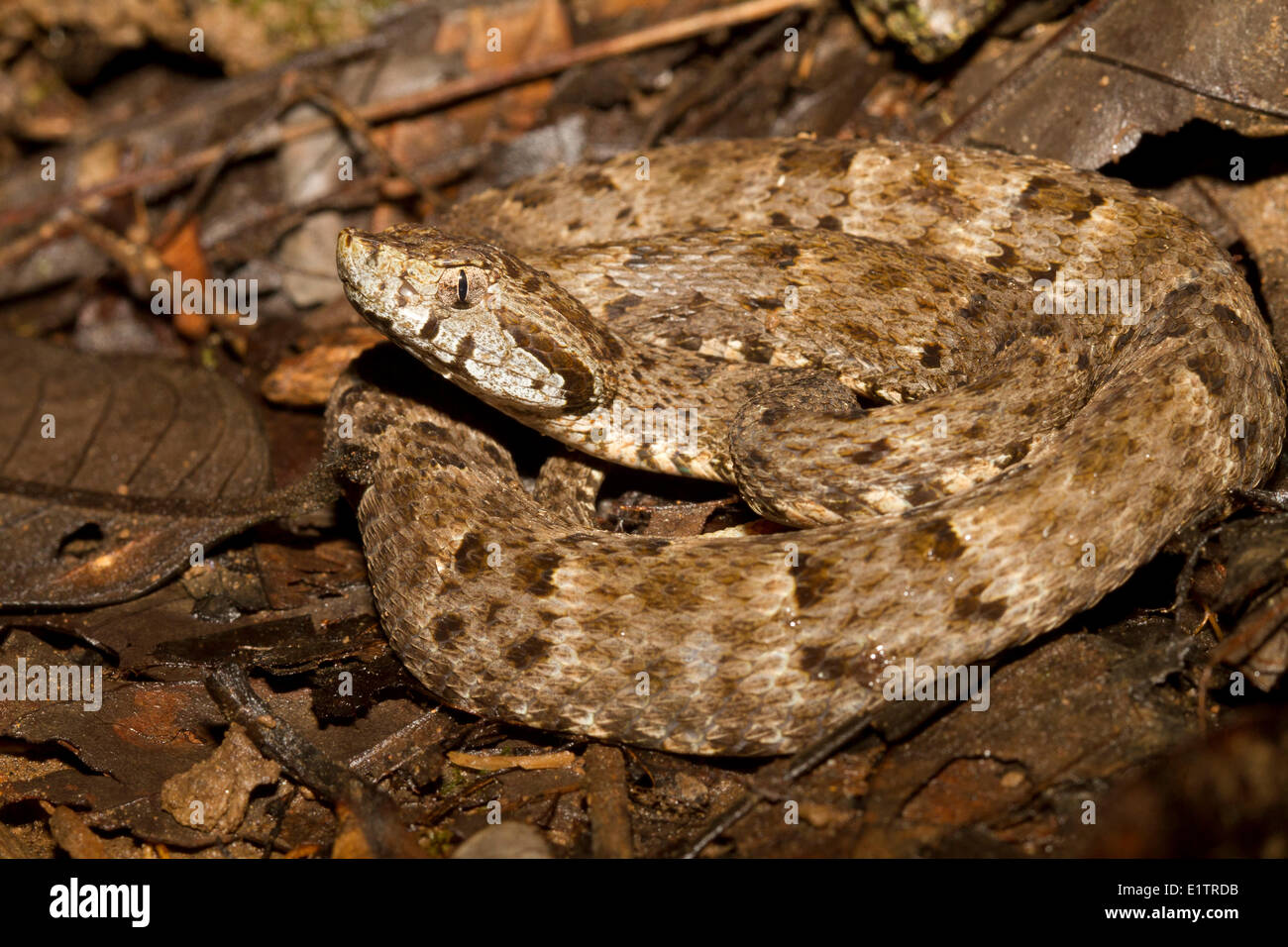 Western fer-de-lancia, Terciopelo, Bothrops atrox, Amazon lowlands, Rio Napo, Ecuador Foto Stock