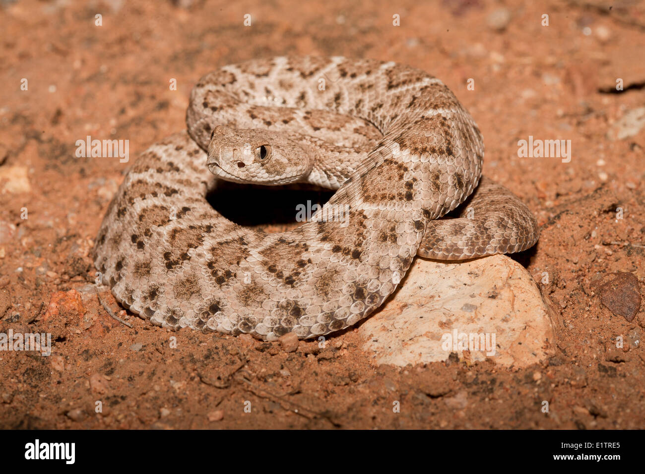 Western Diamondback Rattlesnake, Crotalus atrox, Arizona, Stati Uniti d'America Foto Stock