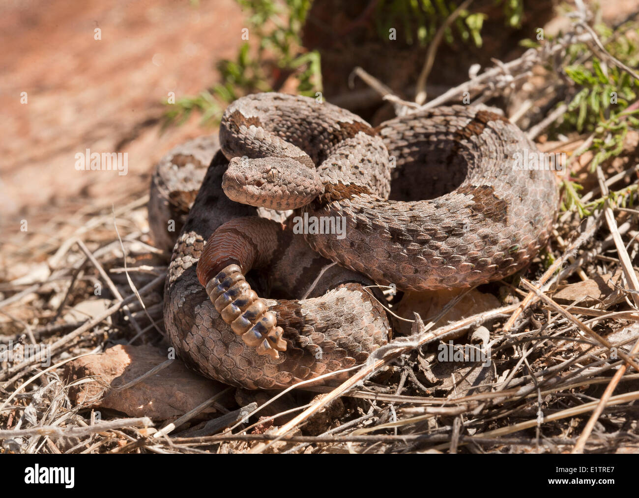 Nastrare Rattlesnake Rock, Crotalus lepidus klauberi, Chiricuah National Park, Arizona, Stati Uniti d'America Foto Stock