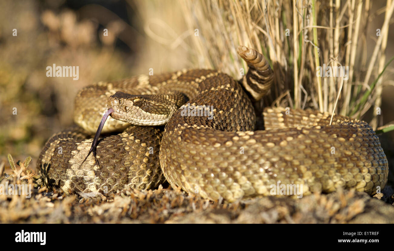 Western Rattlesnake, Pacifico settentrionale Rattlsnake, Crotalus oreganus, Okanagan, Kamloops, BC, Canada Foto Stock